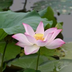 请的广场舞（每晚8：30直播）