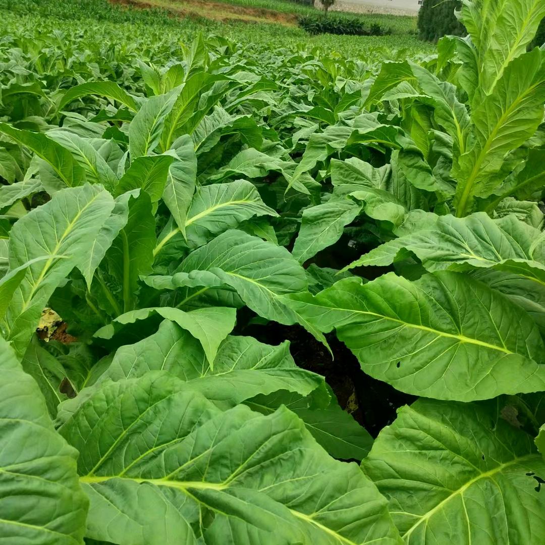 诺普信-罗平丰民农资