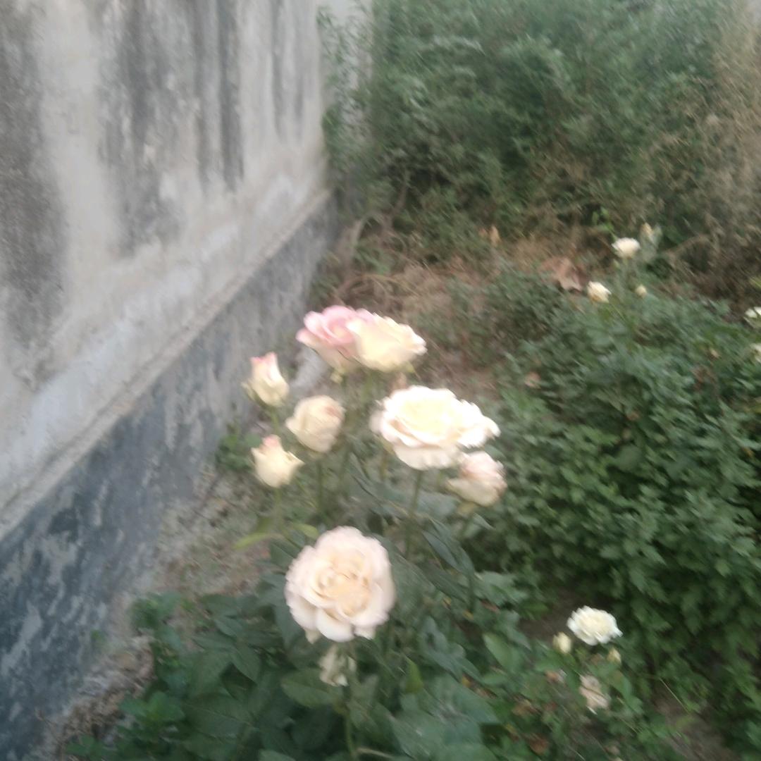 心情