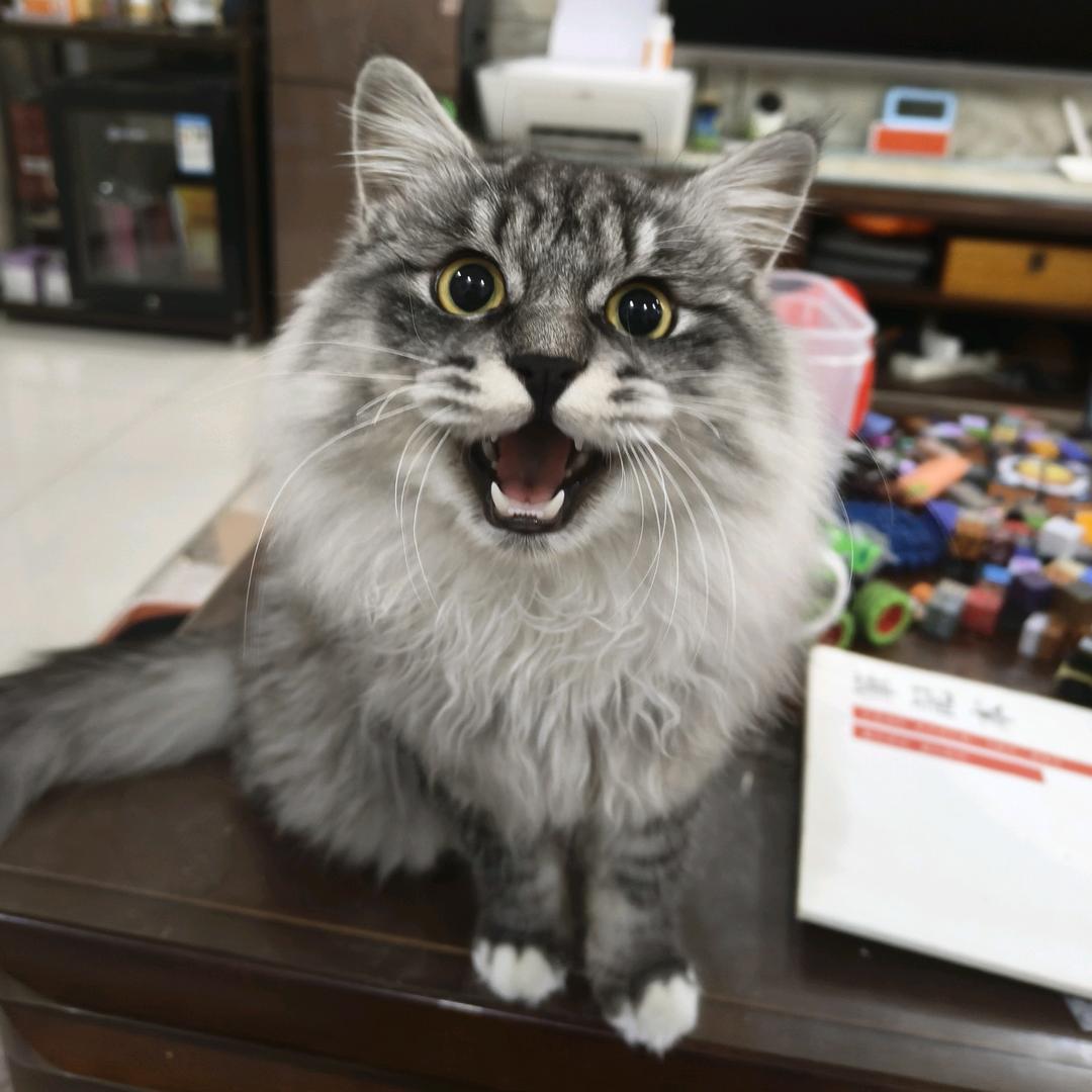 ʕ ᵔᴥᵔ ʔ乐优