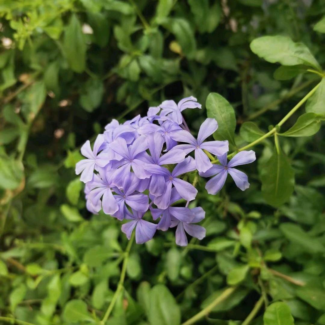 花开淡淡🌸