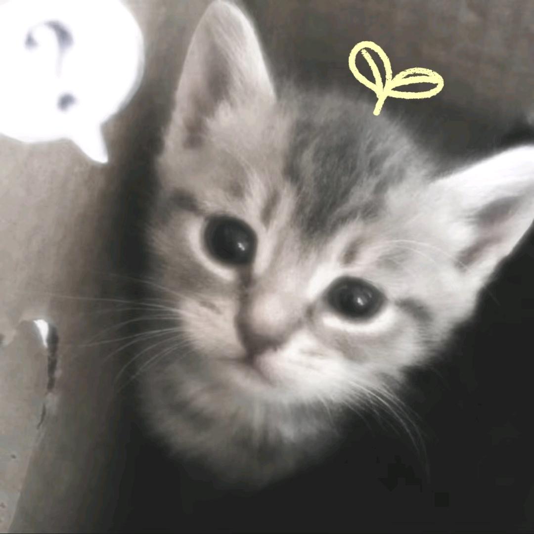 你说小猫小猫我喜欢你
