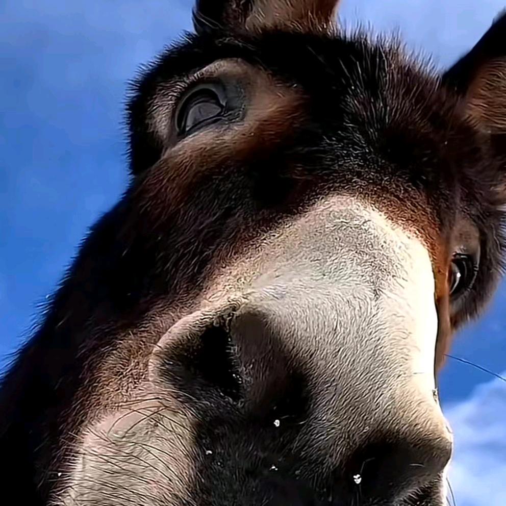 斯道普，斯道普