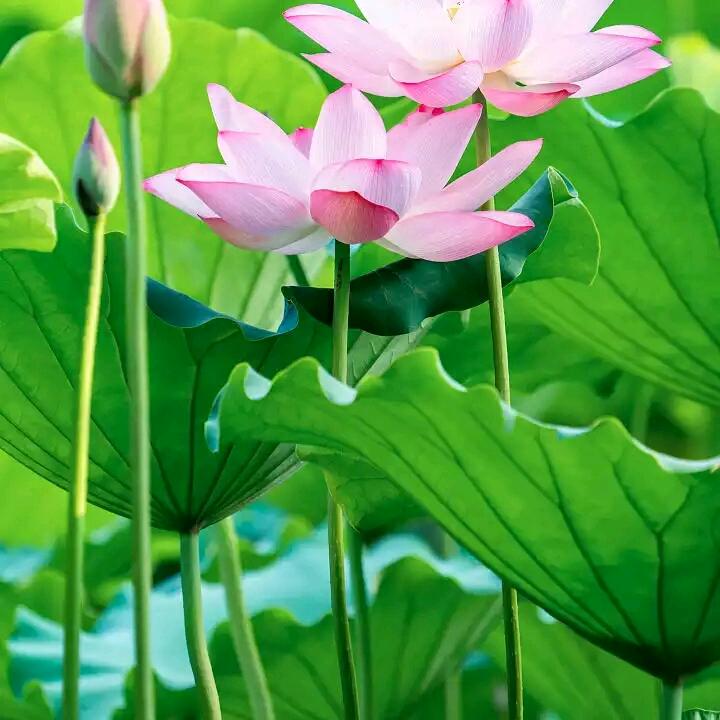 情歌老王子