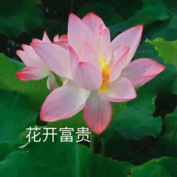 此号号主最帅