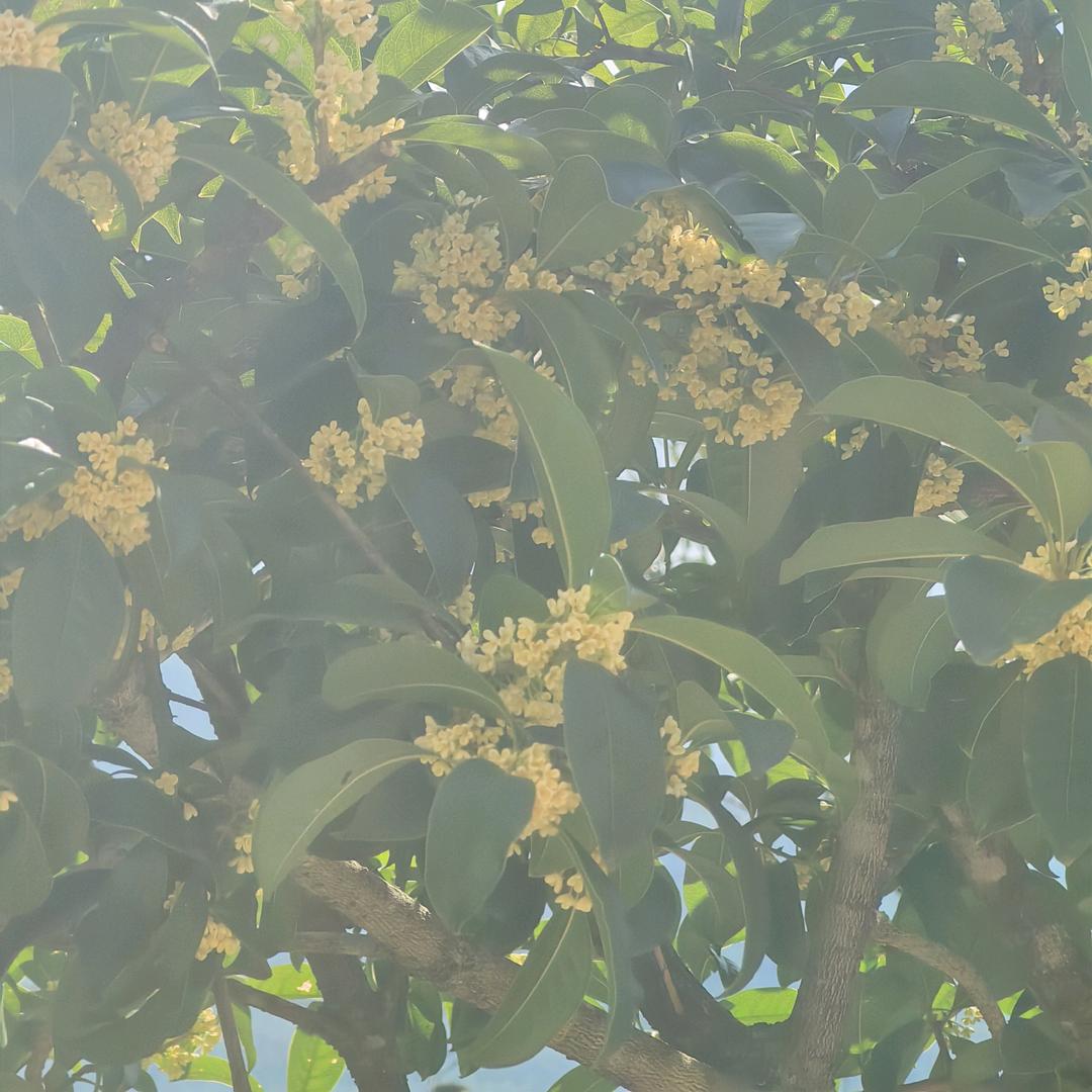 大沙龙井扁助农店