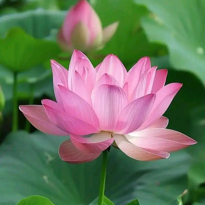 褚老师智慧说