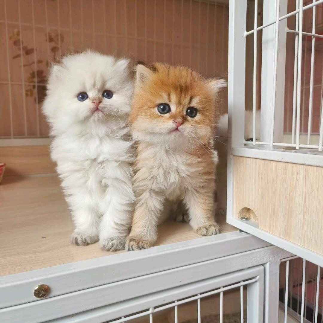 南通海安养猫狗的（单身版）