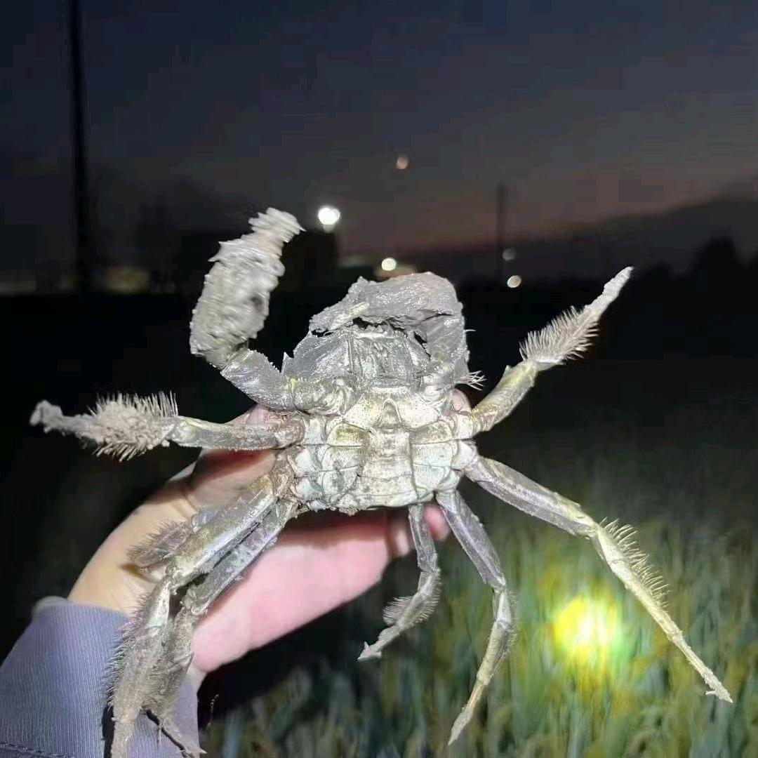 韬子精品河蟹