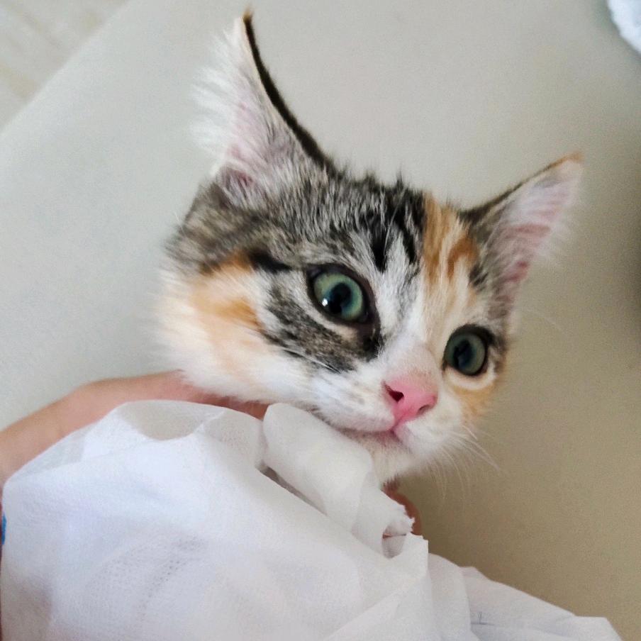 木炎炎的金大宝贝