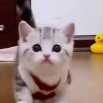 誓言（涨有效粉丝）