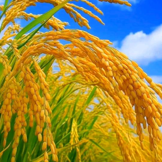 吉祥如意  舞