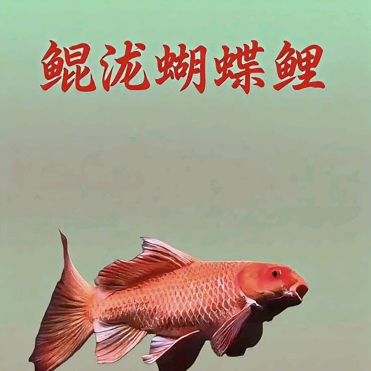 鲲泷蝴蝶鲤-阿文
