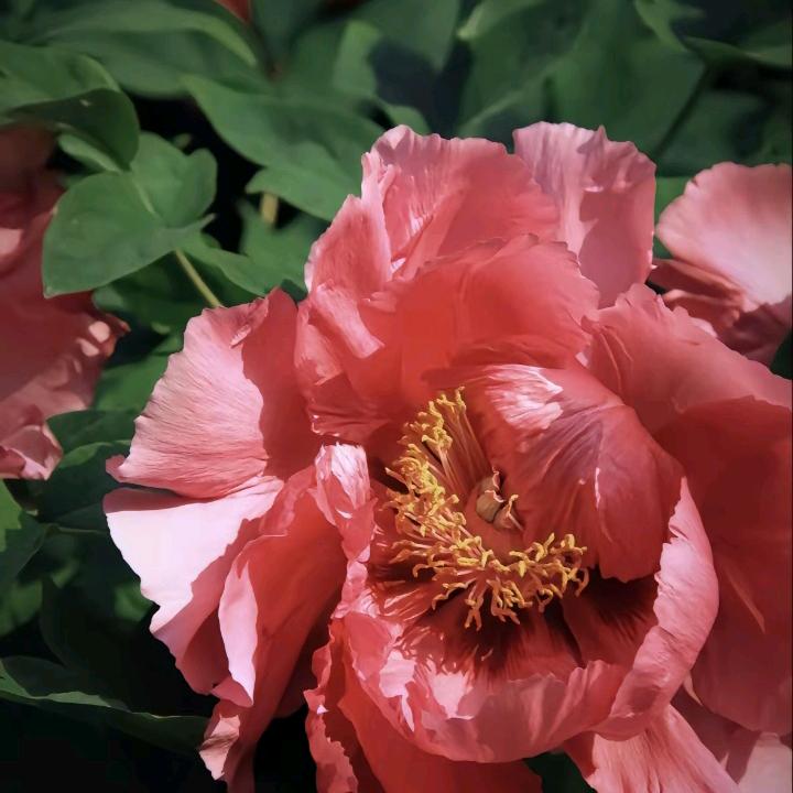 荷花.