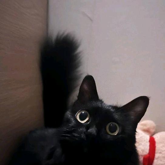 猫猫络合物