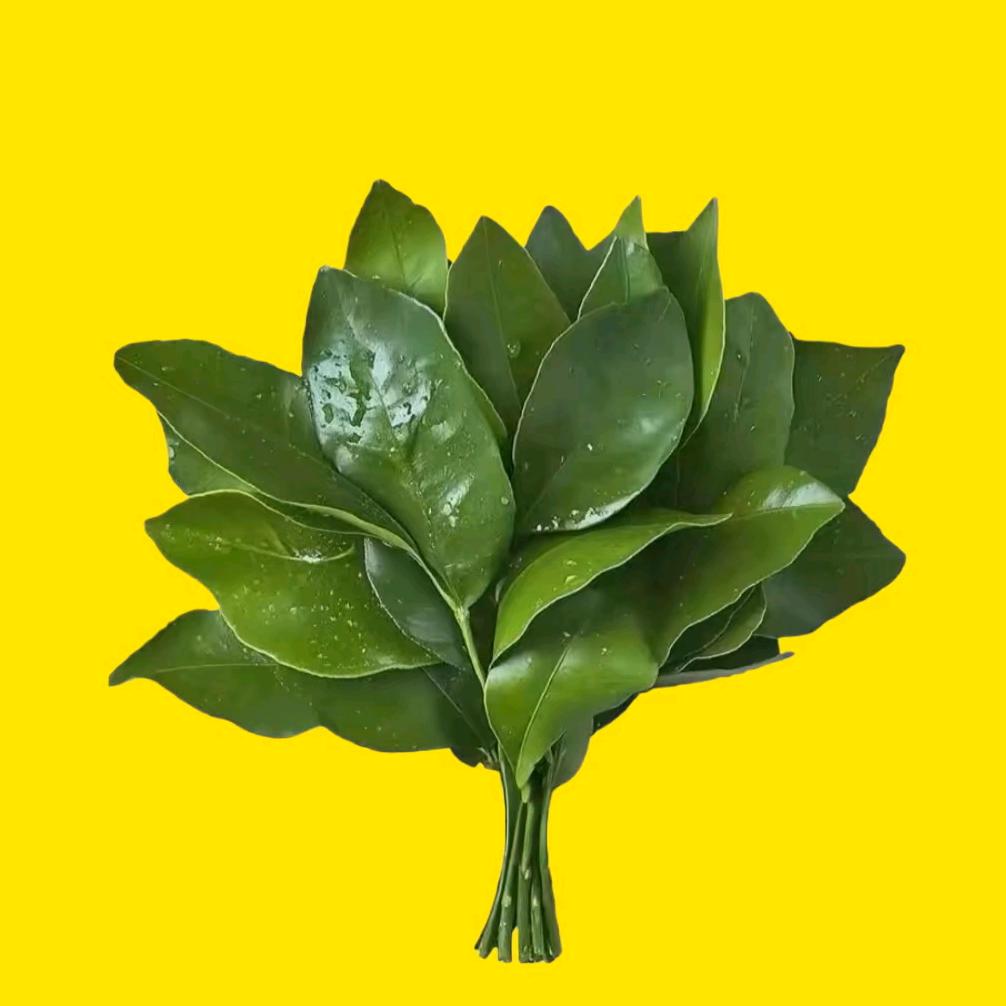 胖胖呢