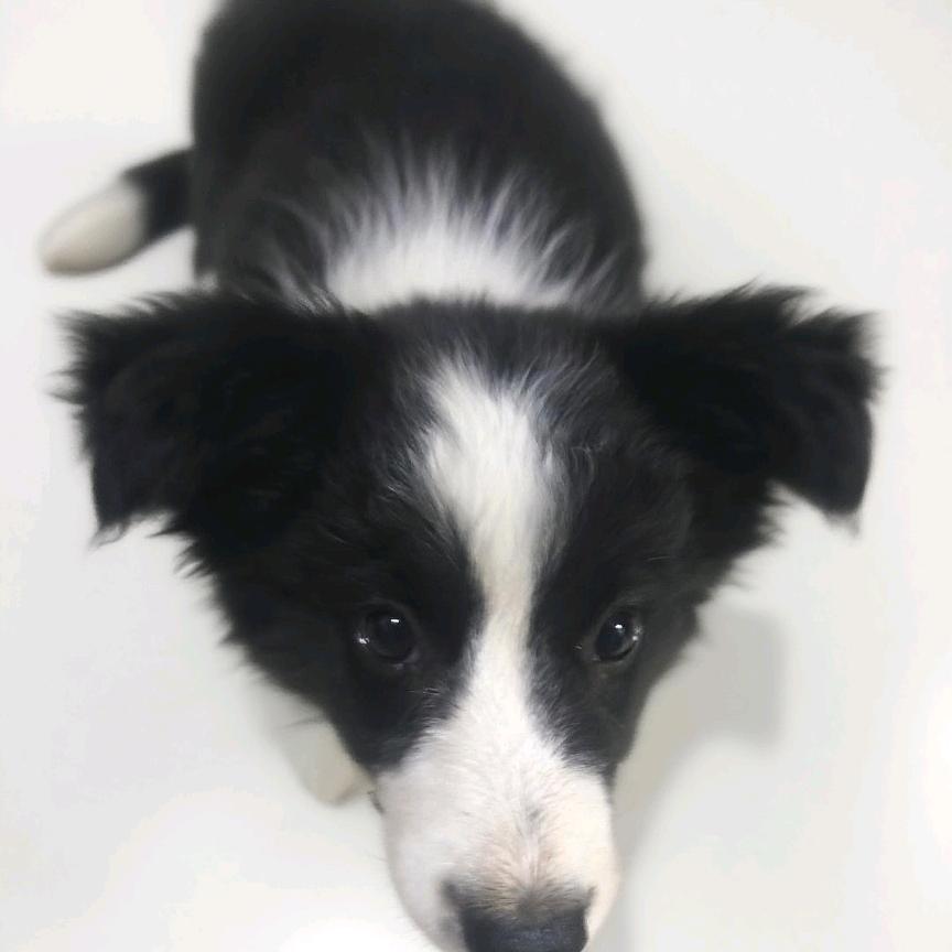 Skye