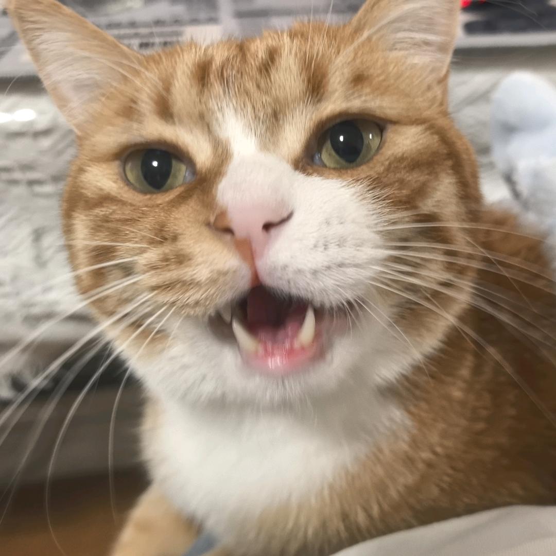 肥猫大橘