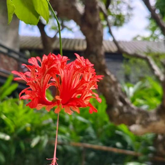 苹果