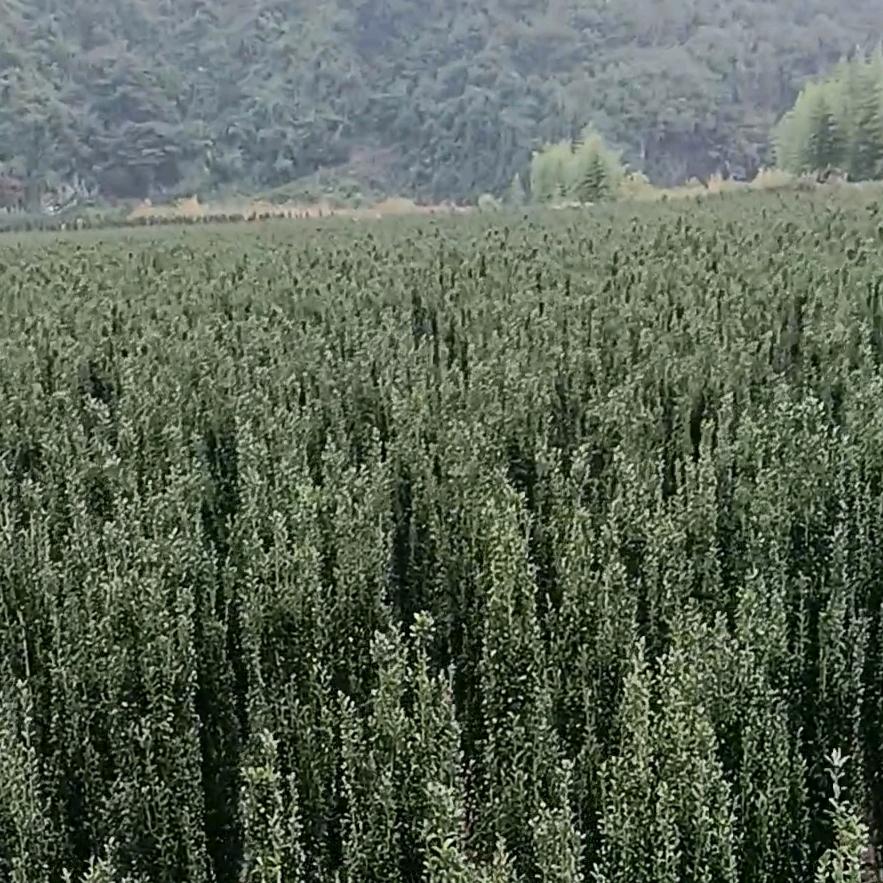 直立冬青种植基地