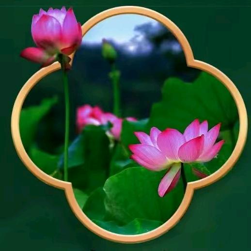 芙蓉123456