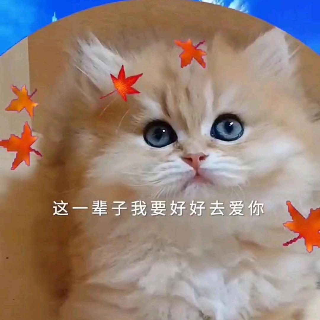 天赐猫舍