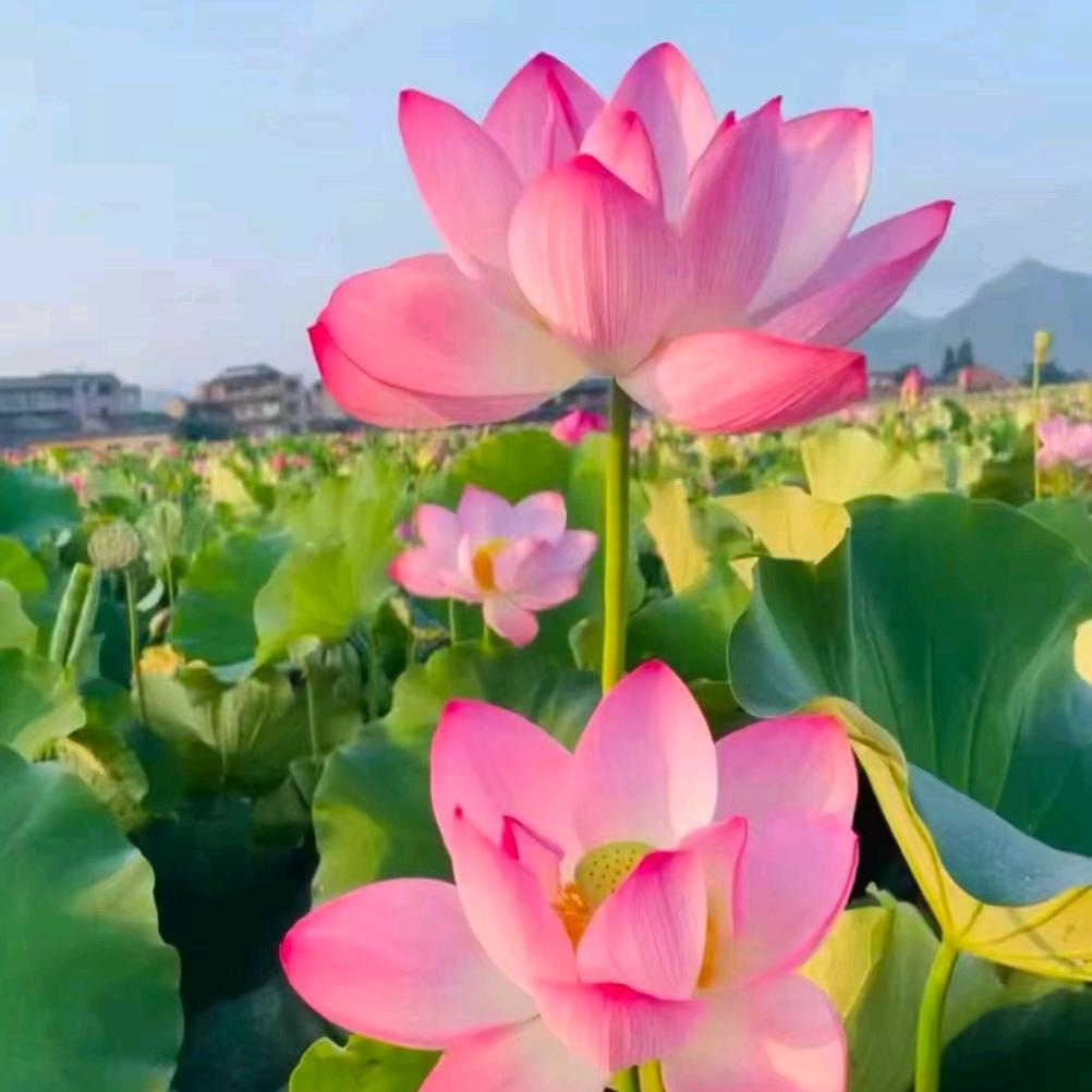 叫啥好呢