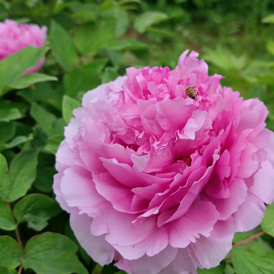 牡丹仙子💝💖