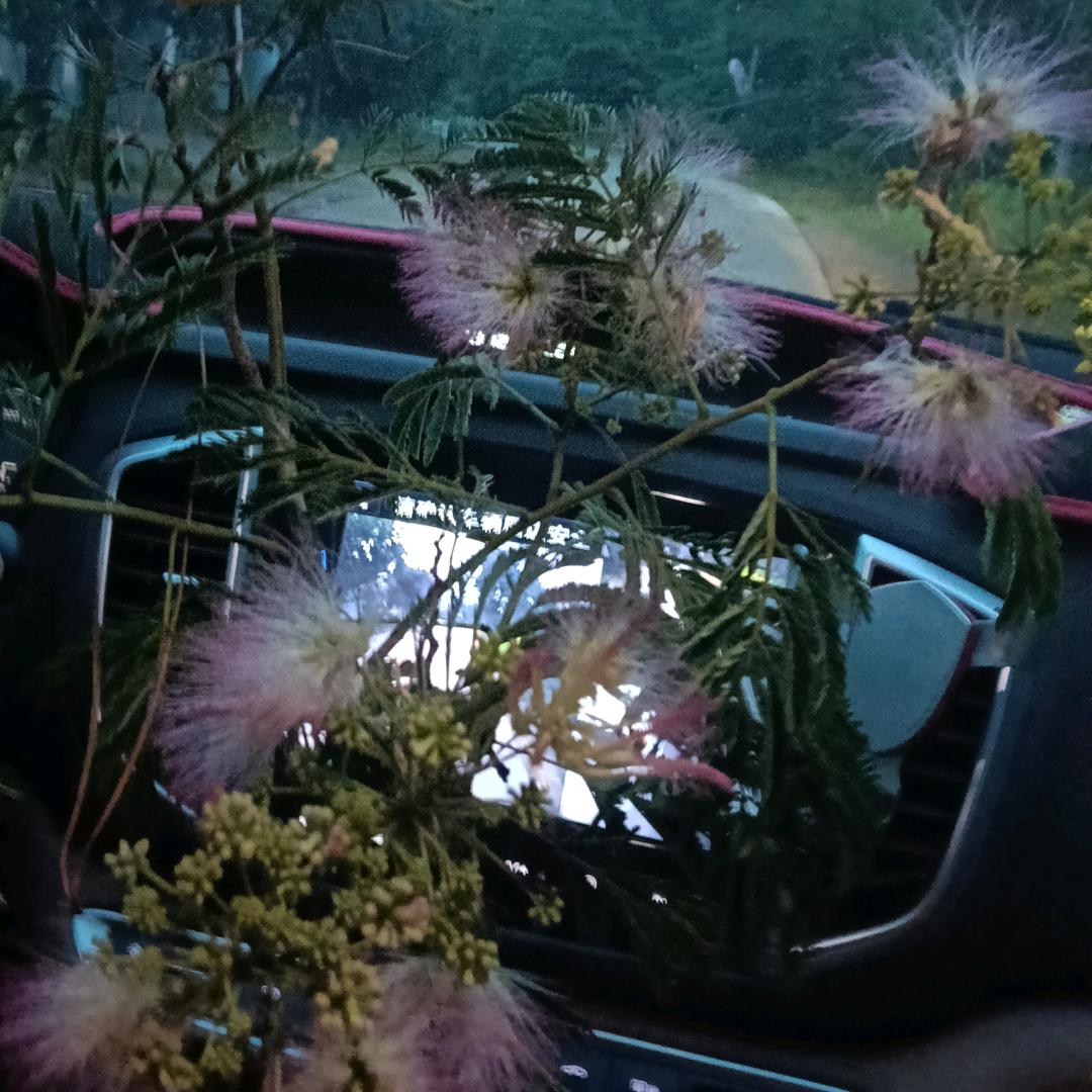 苹果