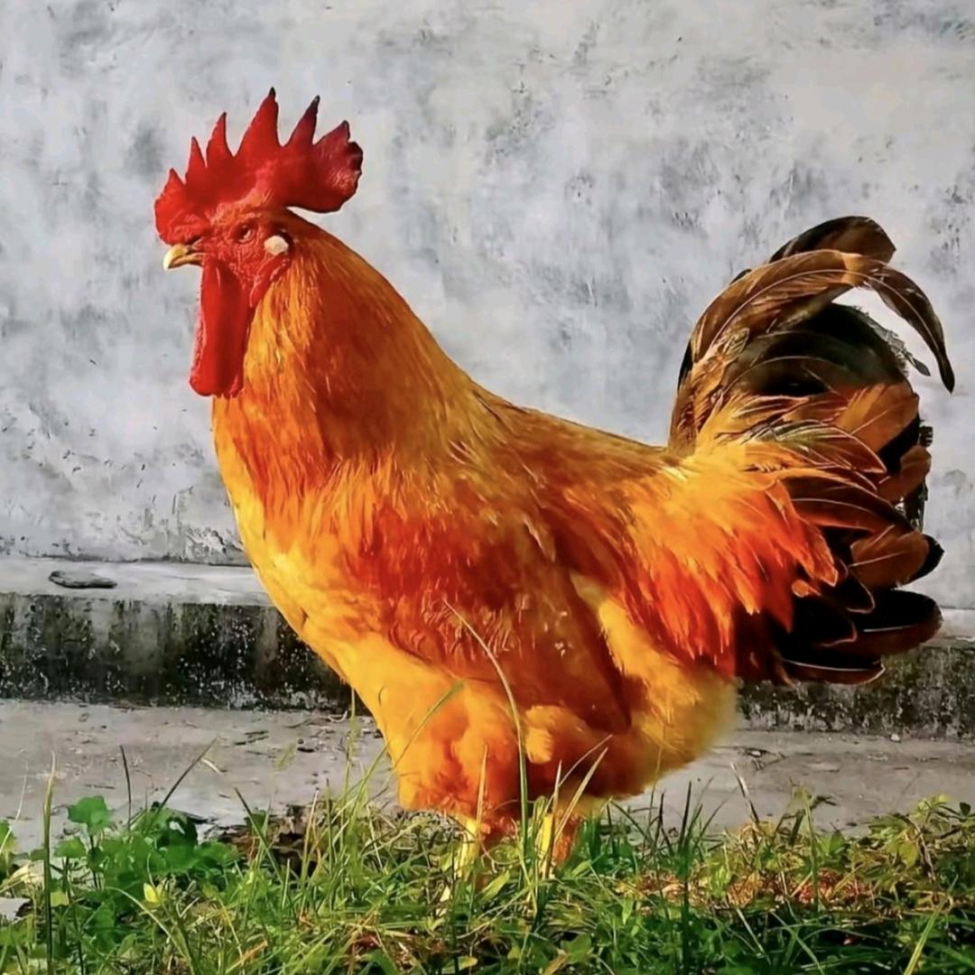 农村90后养殖人