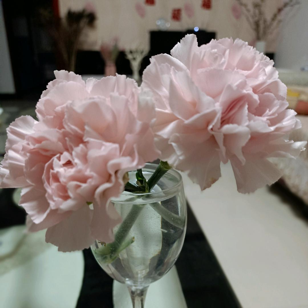 栀子花开