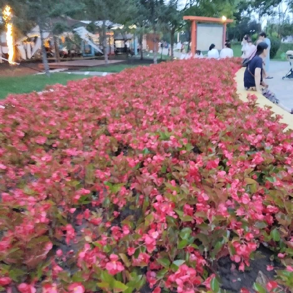 我爱我家🌹🌹