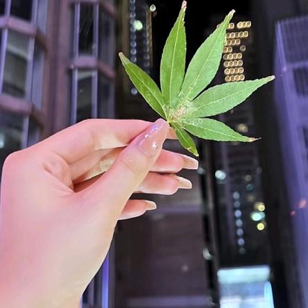 你的世界我来过