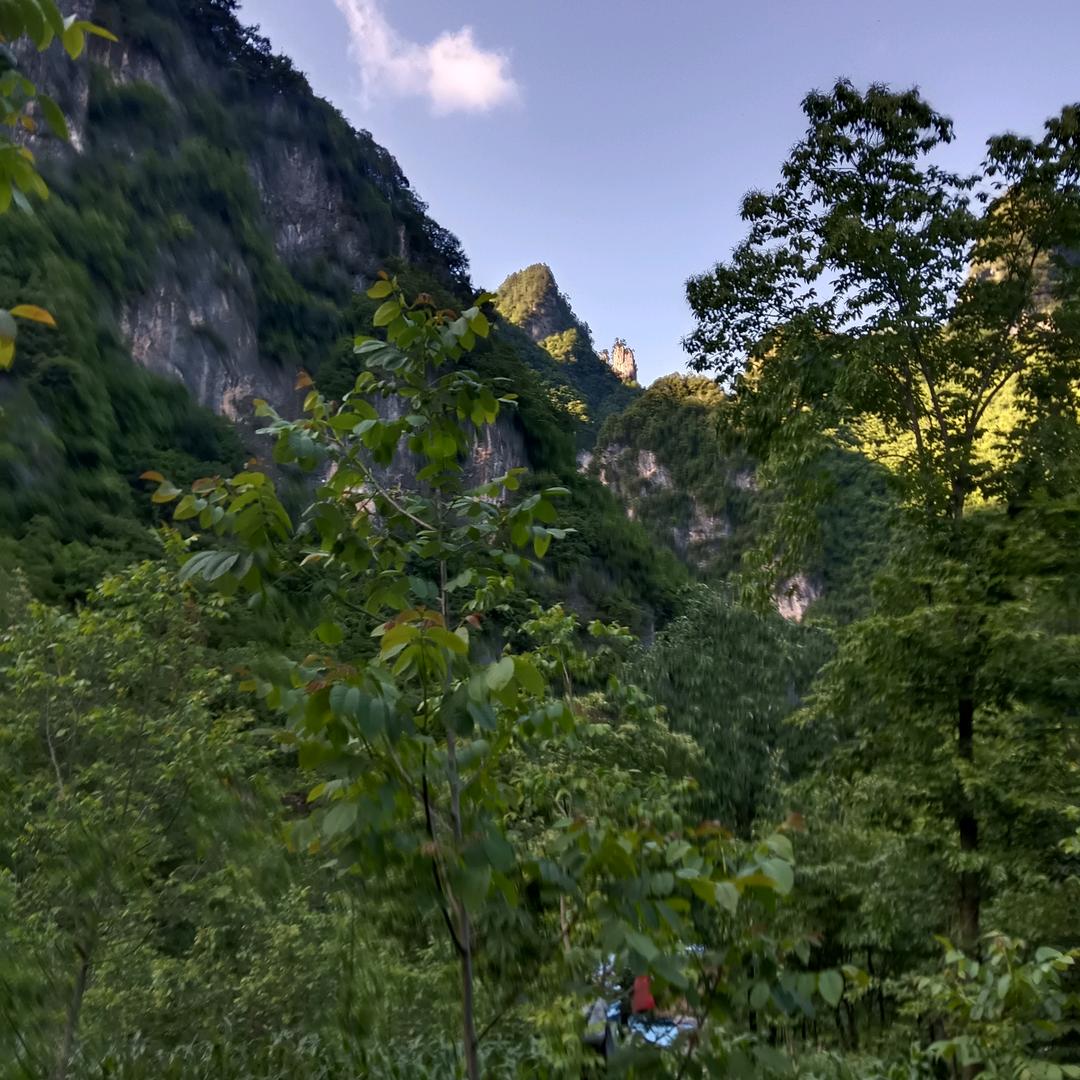 衶农架野人大哥
