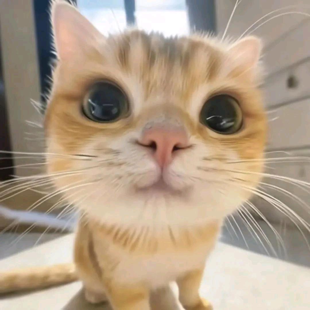 小困猪🐷