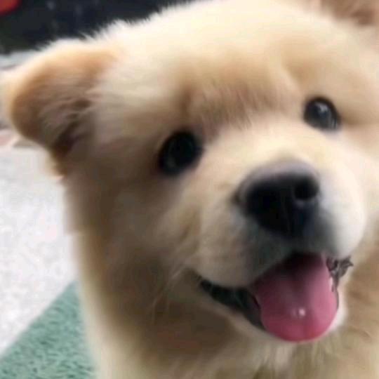 六味小熊丸