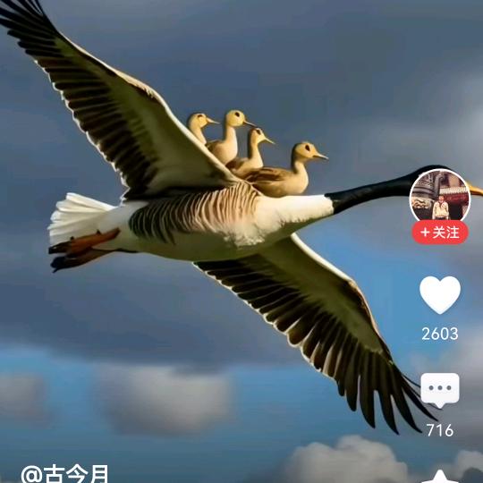 渺万里层云