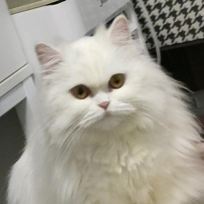 奈雪是只矮脚喵