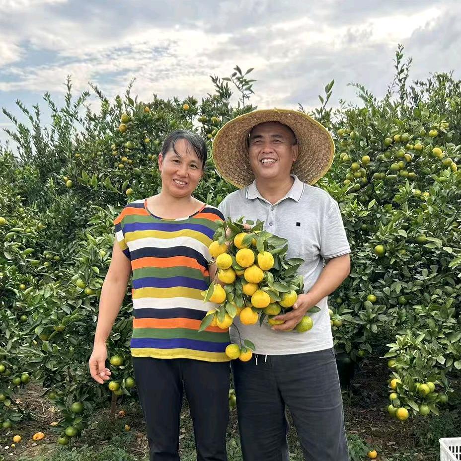 洞口县雪峰蜜桔专业户刘兴叶