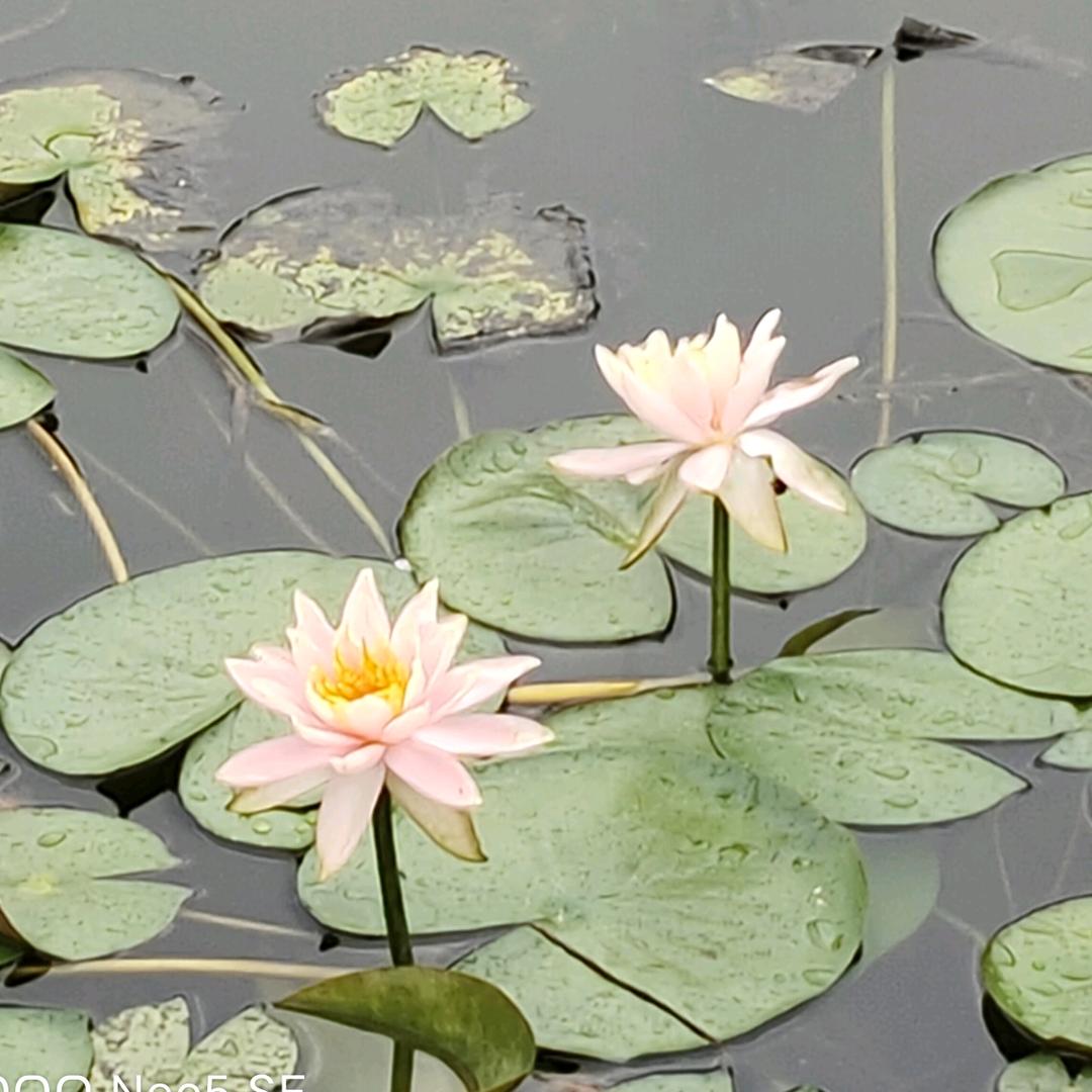 Alone゜独自飘逸