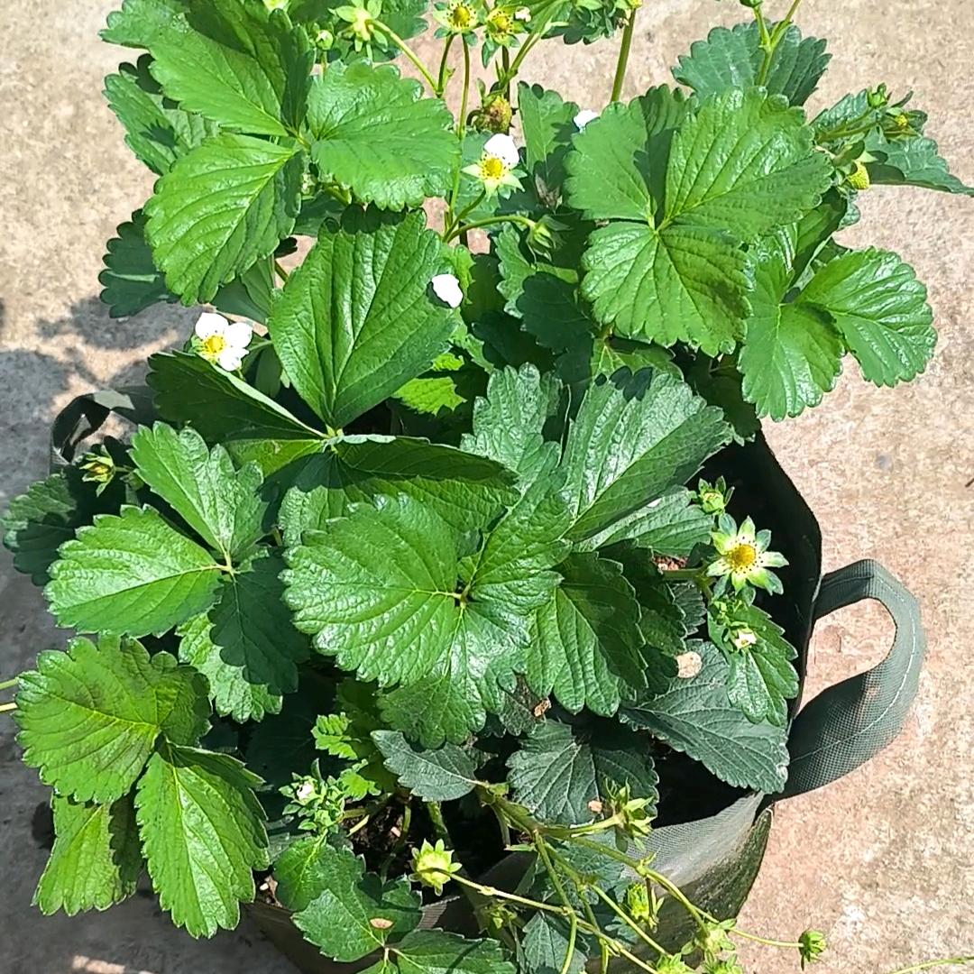 草莓味的月季园