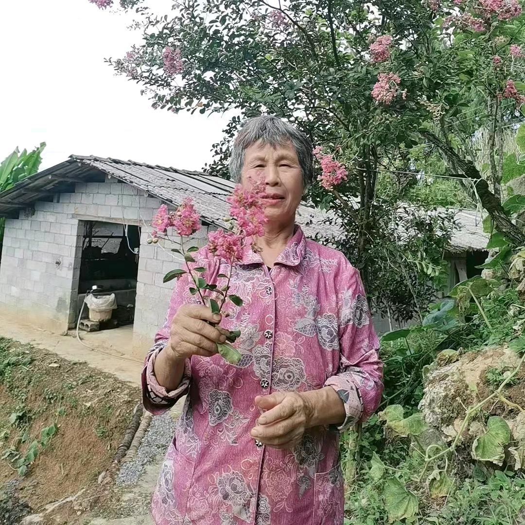舒梅