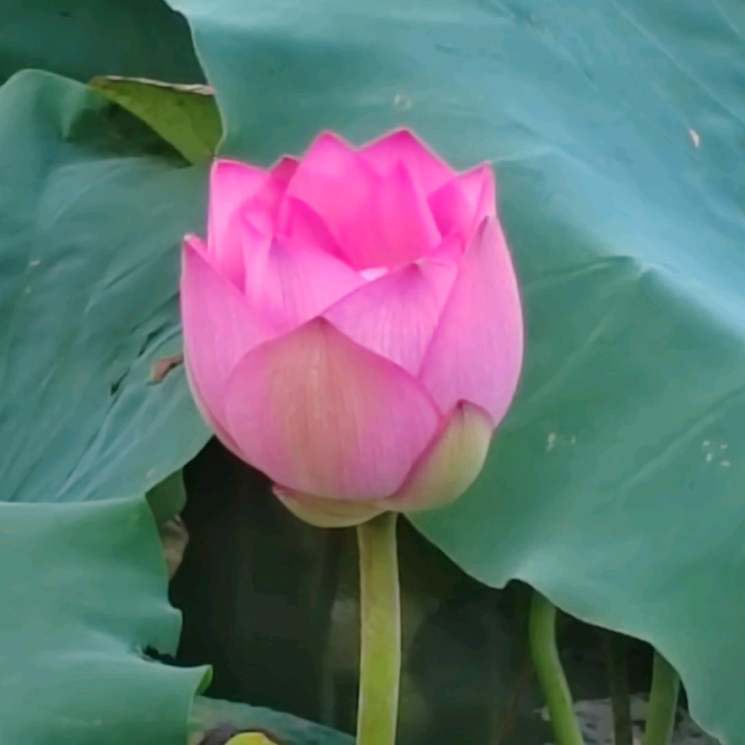 木子