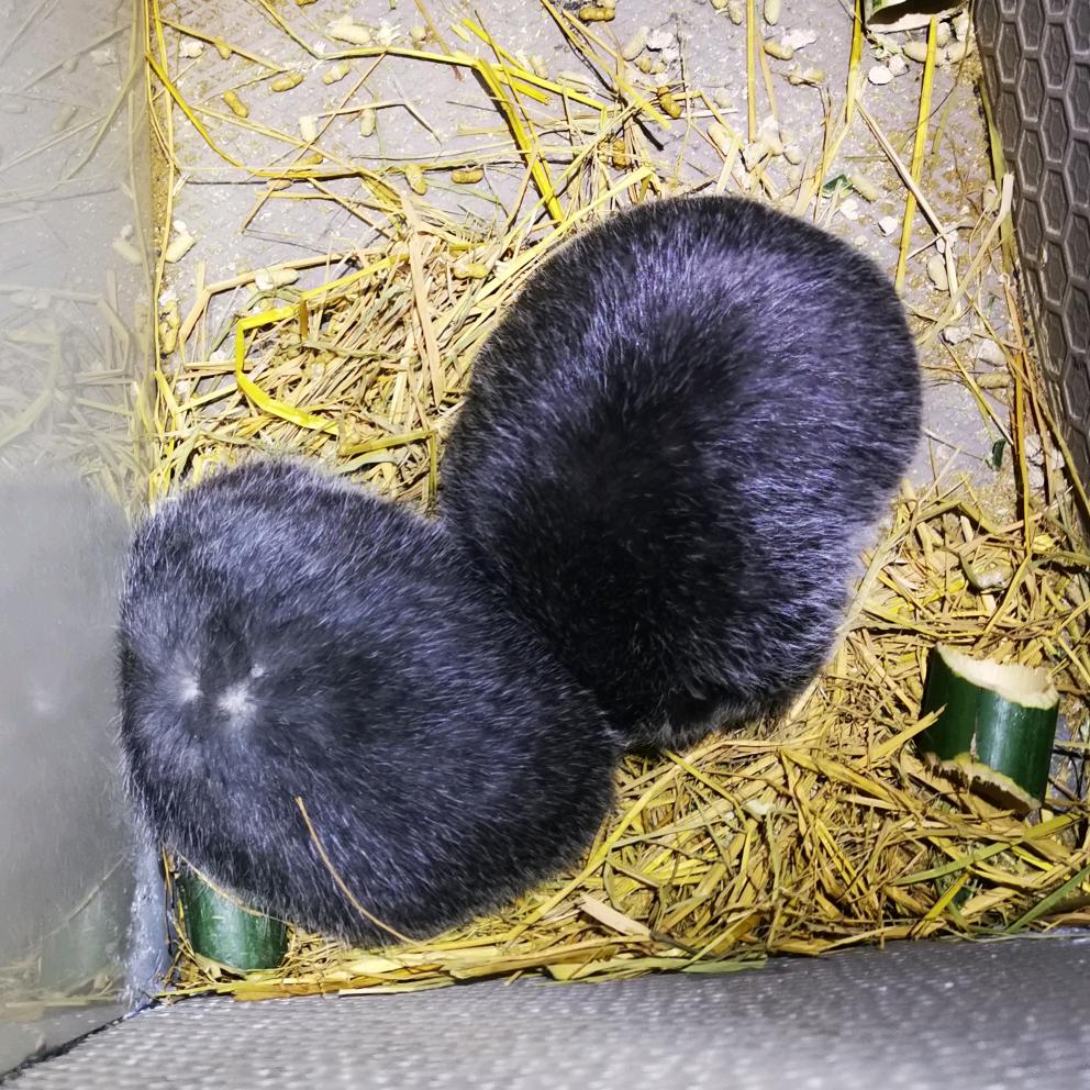 梁平养豪猪的小张