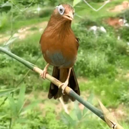 水中花