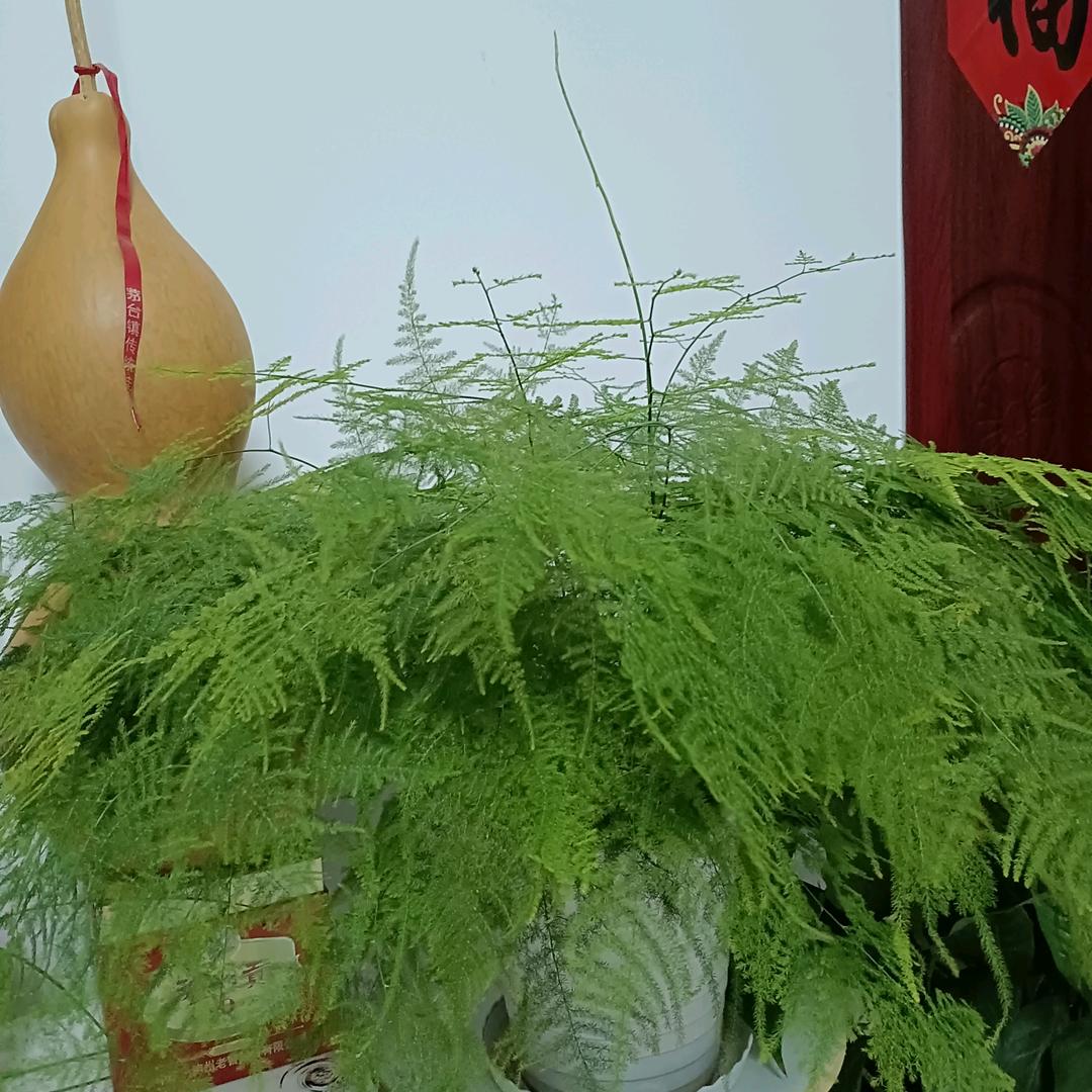 大米