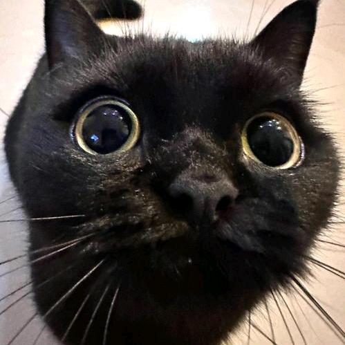 爱喝可乐的小黑咪