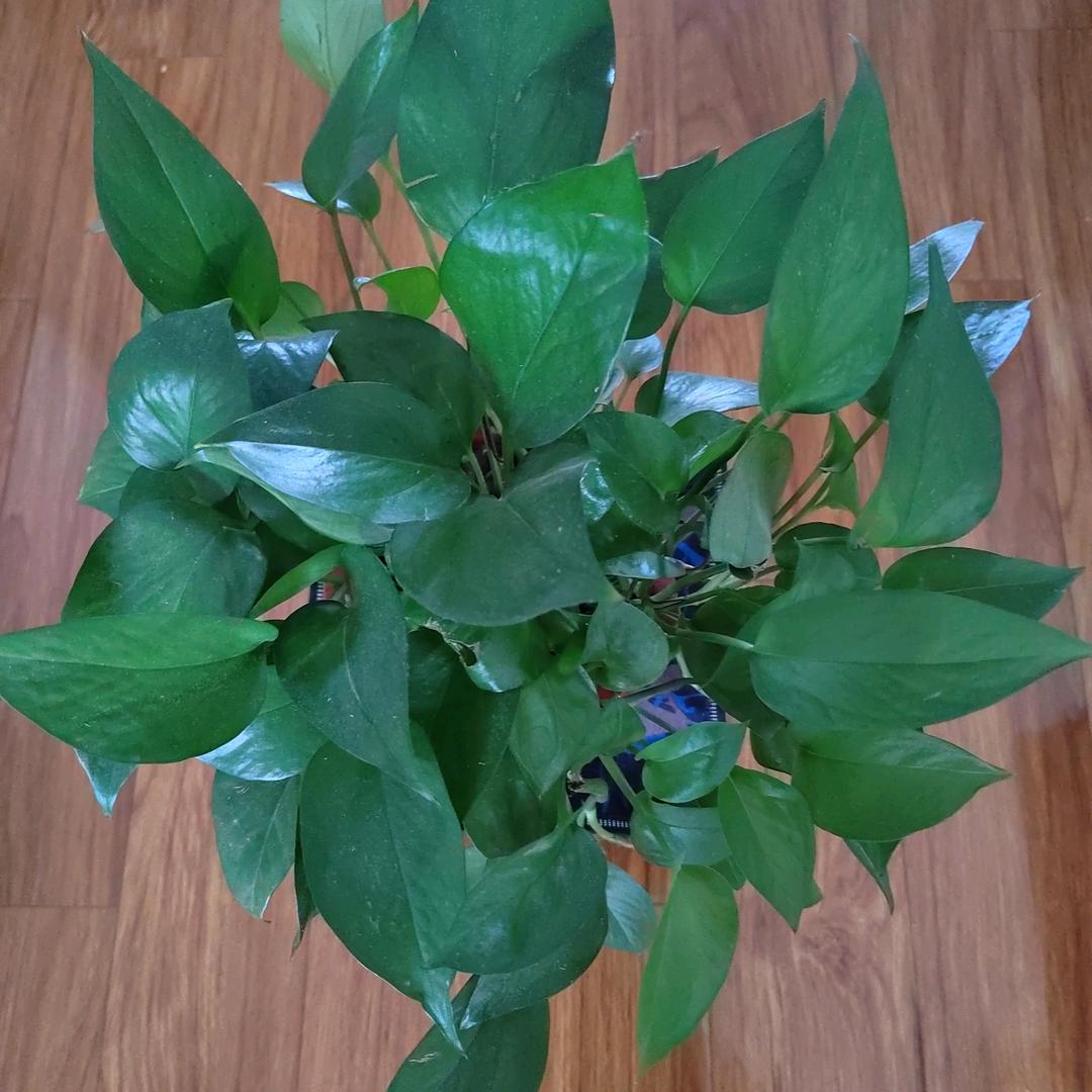 挡不住的思念。