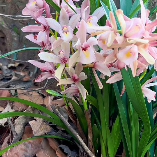 ✔乡村草民☻褚 🌲★