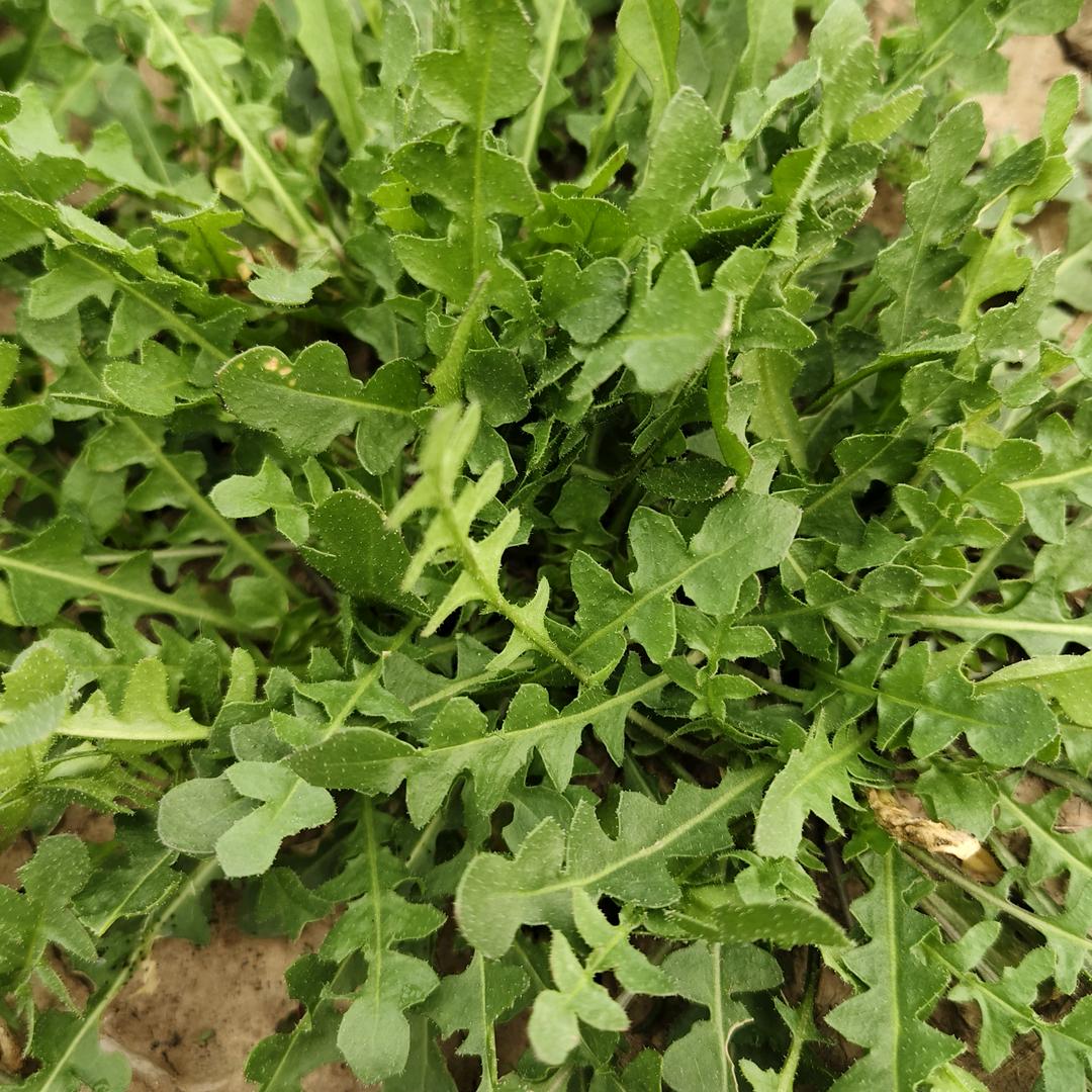 稞青农业产地优选荠荠菜